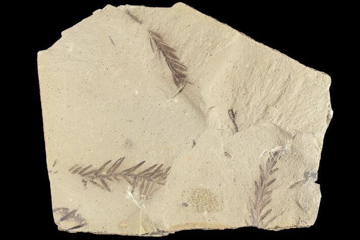 Metasequoia (Dawn Redwood) Fossils - Montana #85815